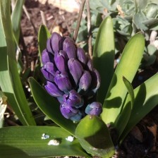 Blåa hyacinter har jag tydligen satt